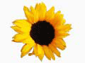 Tournesol pouvant servir � la fabrication de biocarburant